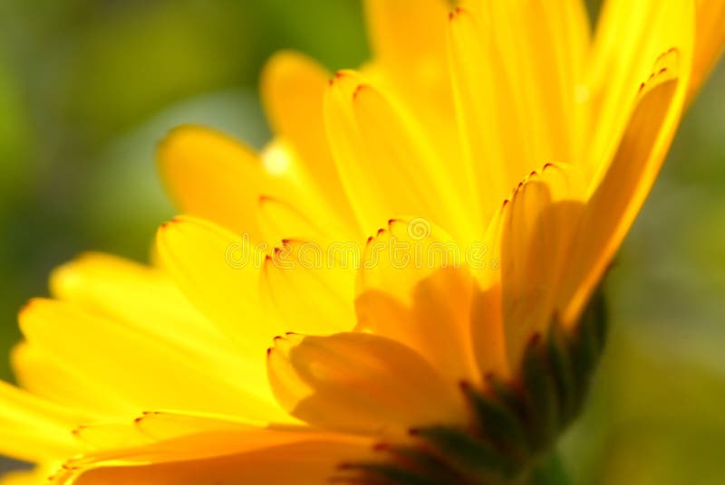 Yellow daisy