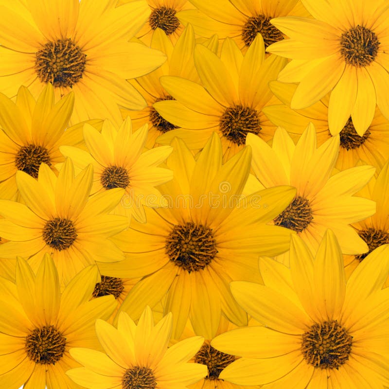 Yellow Daisy Background stock photo. Image of beauty - 14097436