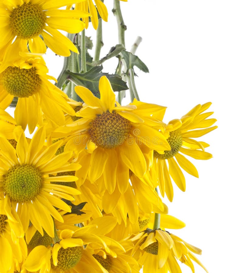 Yellow Daisy Background stock image. Image of bright - 18464237