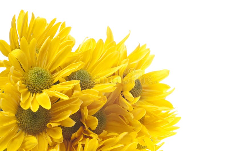 Yellow Daisy Background stock image. Image of bright - 18464395