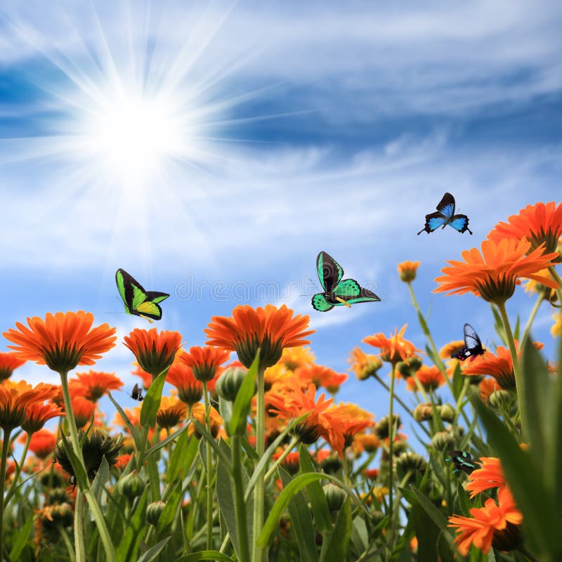 Fake Butterflies Stock Photos - Free & Royalty-Free Stock Photos from  Dreamstime