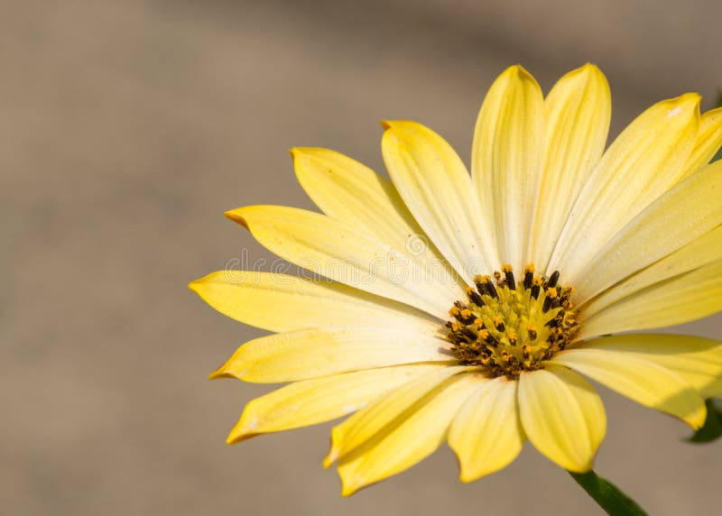 Yellow Daisy stock image. Image of canada, british, osteospermum 56510061