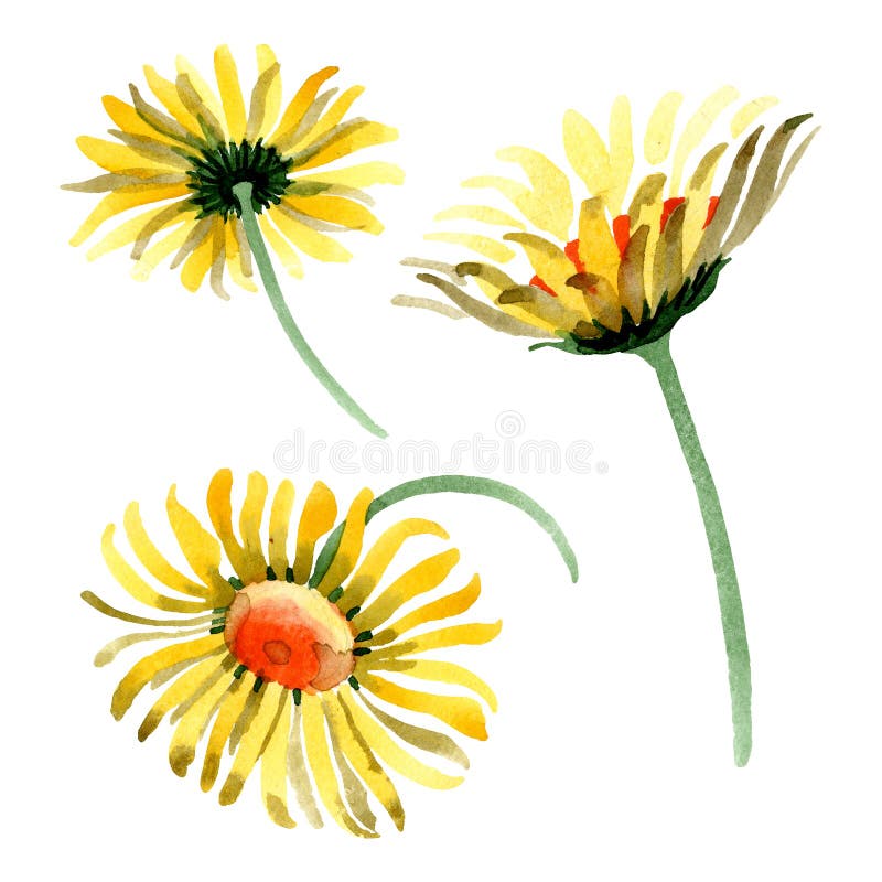 Yellow Daisy Floral Botanical Flower. Watercolor Background ...