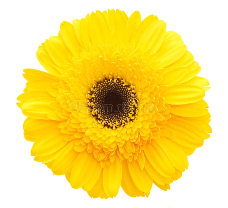 Yellow daisy flower stock image. Image of daisies, floweriness 1601835