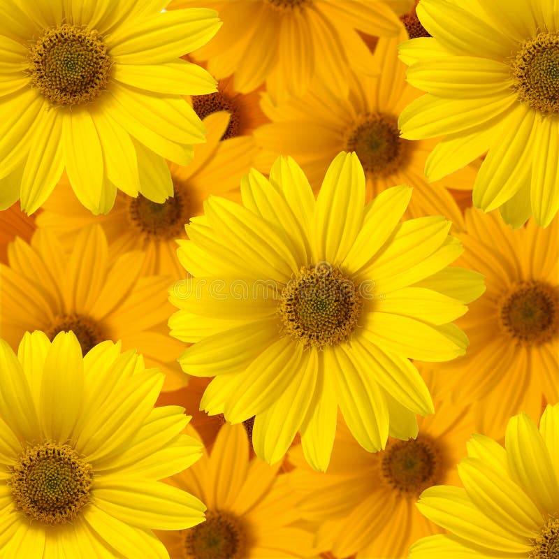 Yellow daisy flower stock photo. Image of petal, yellow - 20575900