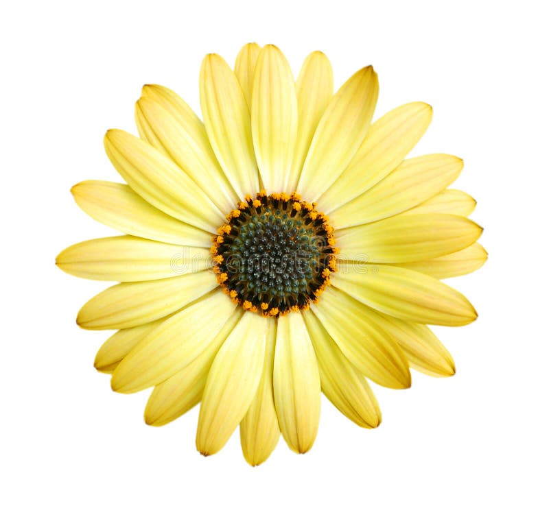 3,400+ Yellow daisy flower Free Stock Photos StockFreeImages