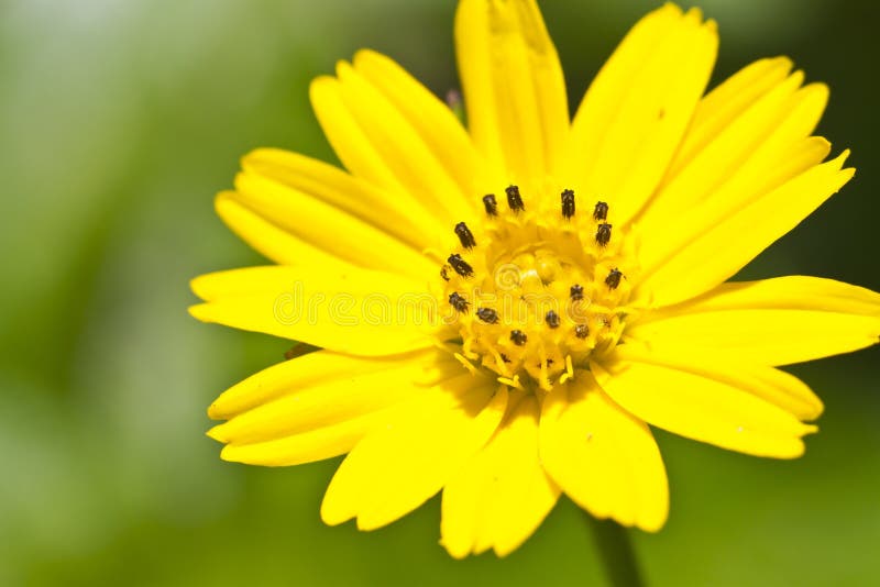 Yellow daisy flower stock photo. Image of gerbera, nature 27326724