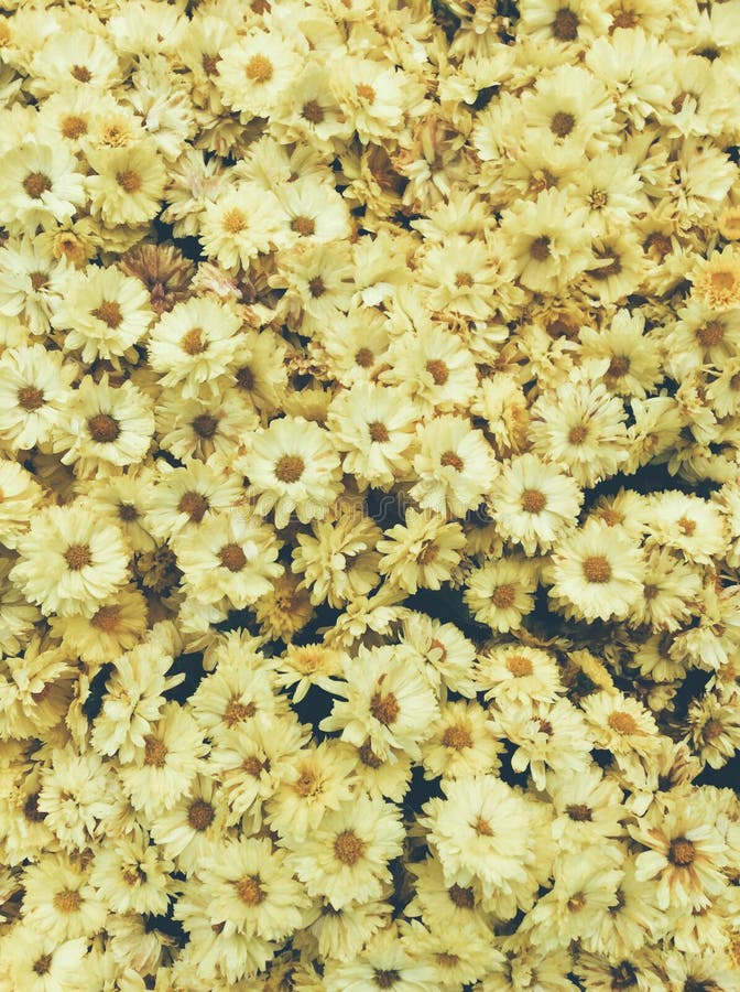 Yellow Daisy Flower Background Stock Photo Image of formal, growth 50034384