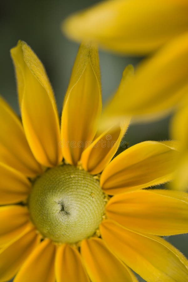 Yellow daisy flower in bloom