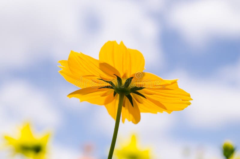 Yellow daisy flower stock photo. Image of cheerful, blossom - 43669152