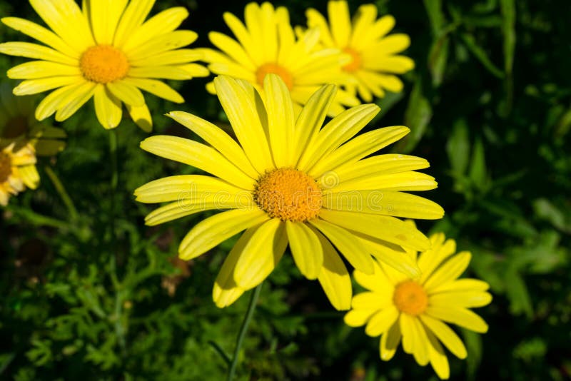 Yellow Daisy Flower in the Garden Stock Photo - Image of beauty, flower ...