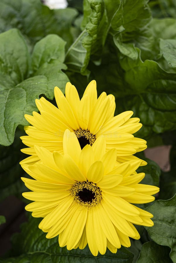 Yellow Daisy flower stock image. Image of cute, garden - 276045493