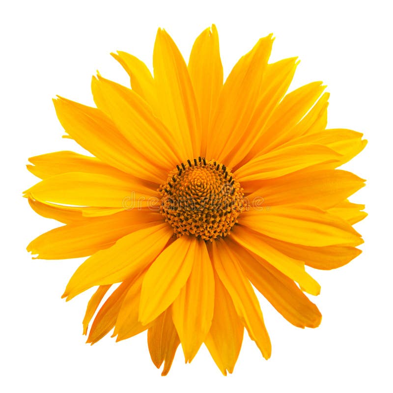 Yellow Daisy Flower Head on White Stock Image - Image of yellow