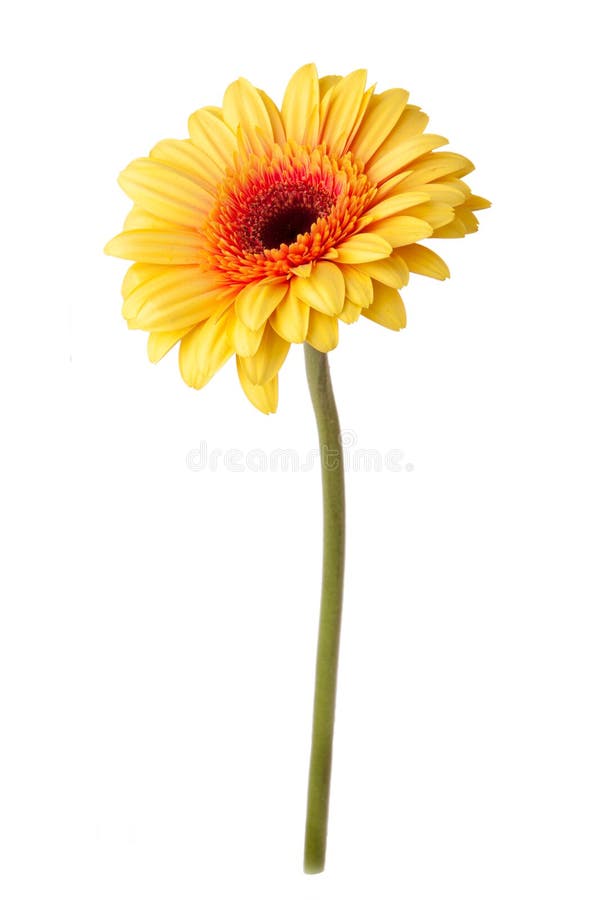 Yellow Daisy Flower Isolated on White Stock Image - Image of detail