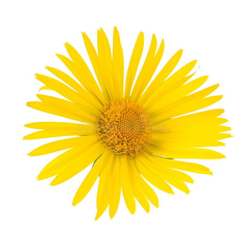 Yellow Daisy stock photo. Image of petals, flowers, floral 40155942