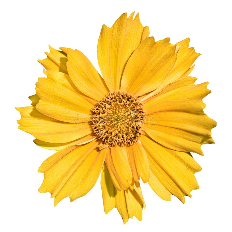 Yellow Daisy Flower Isolated on White Background Stock Photo Image of