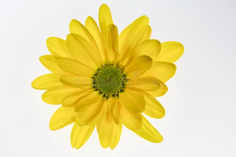 Yellow Daisy Flower Isolated on White Background Stock Photo Image of