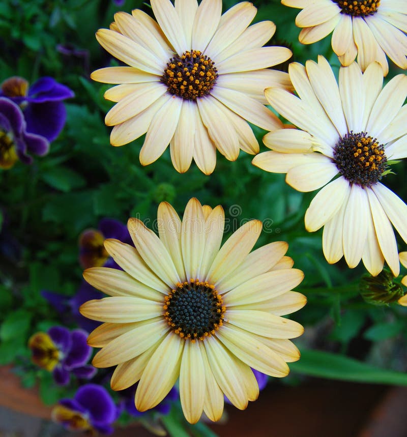 Yellow daisy flowers stock photo. Image of garden, bouquet 25063910
