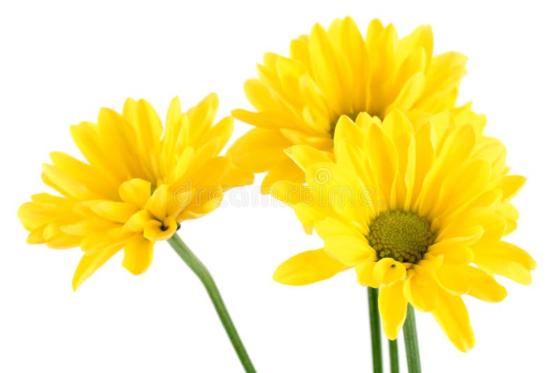 Yellow daisy flowers stock image. Image of date, bloom 29531835