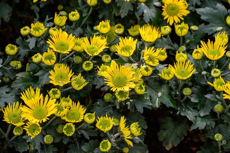 Yellow daisy flowers stock photo. Image of garden, colorful 36502900
