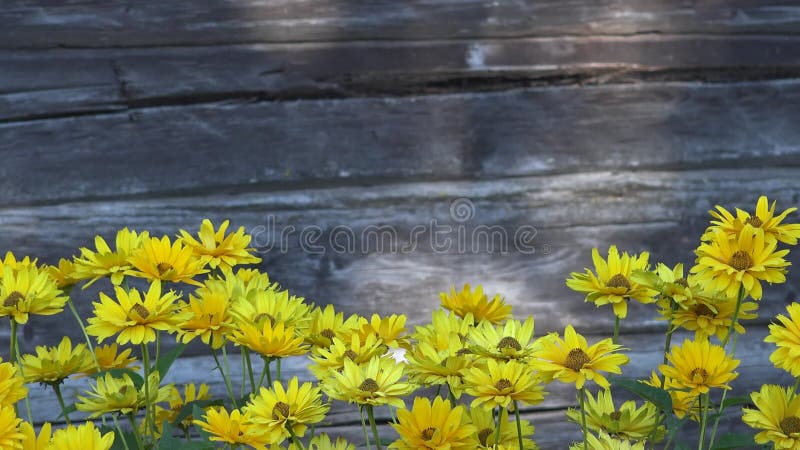 Yellow daisy flowers isolated on blurred grey wooden background. 4K