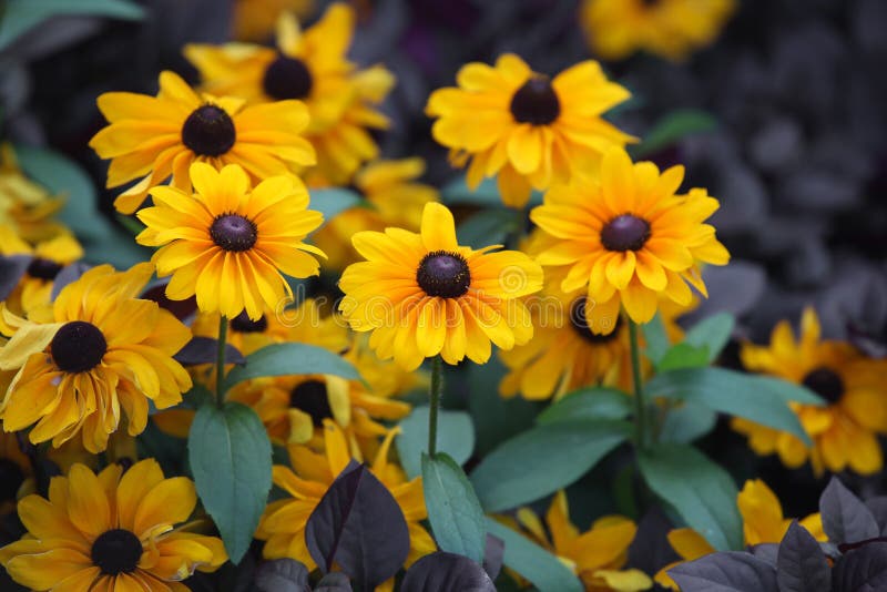 Yellow daisy flowers stock photo. Image of nature, green 53063006