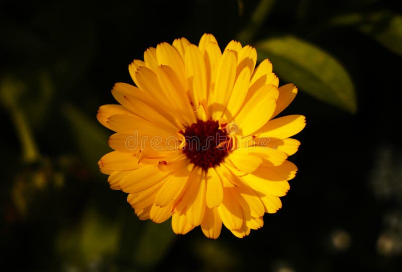 Yellow daisy flowers. stock image. Image of yellow, flowers 166275371