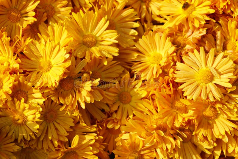 Yellow daisy flowers. stock photo. Image of beautiful 166275336