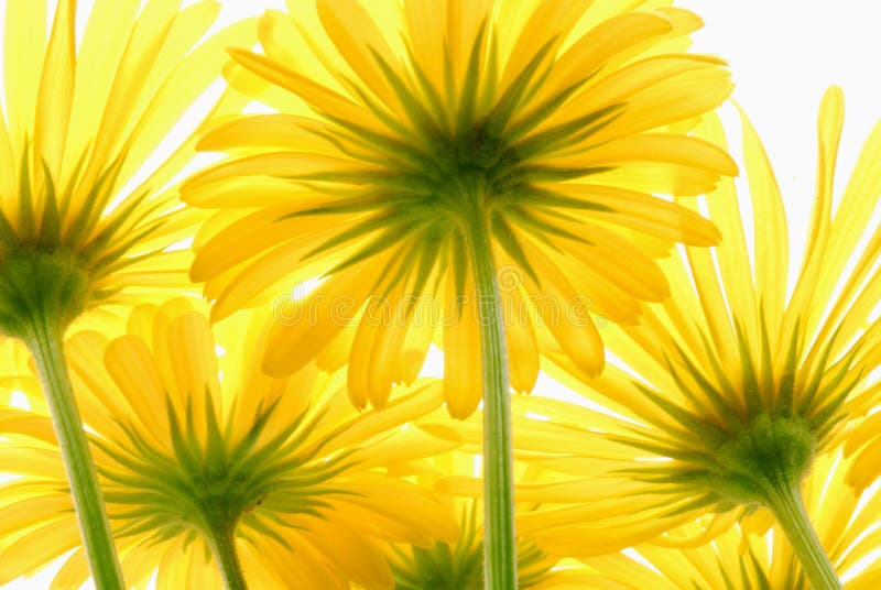 Yellow daisy gerber