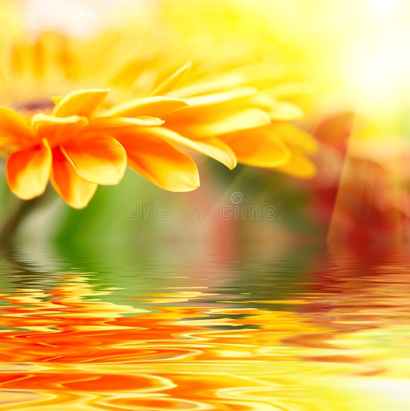 Yellow daisygerbera stock image. Image of leafs, blooms 8406893