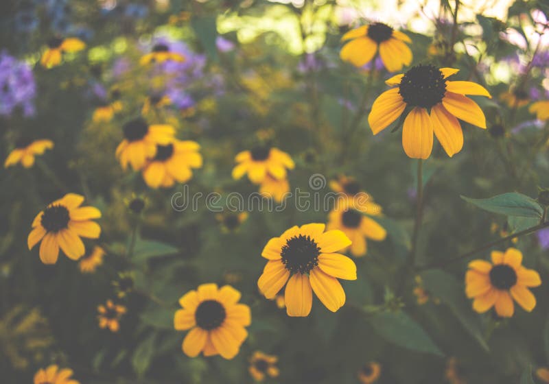 1,364 Muted Yellow Background Stock Photos Free & RoyaltyFree Stock