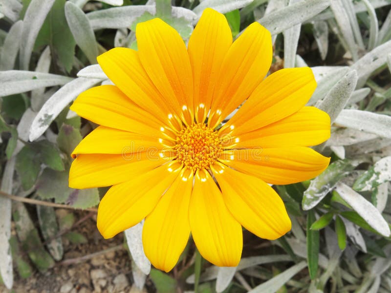 Yellow daisy stock photo. Image of macro, botanic, flora 88765432