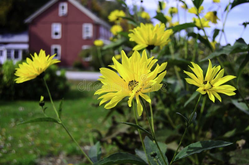 Yellow daisy s stock photo. Image of farms, field, natural 50317116