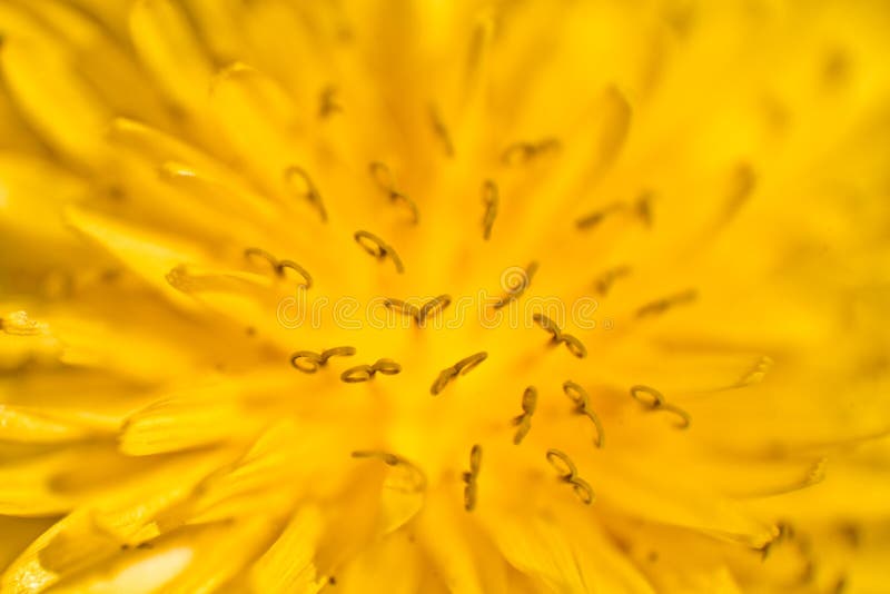 Download Yellow Dandelion stock image. Image of flower, plants ...