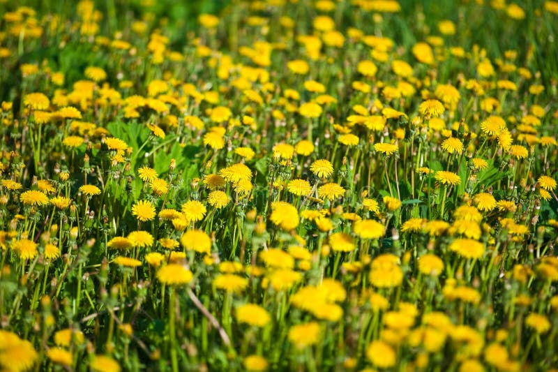 Yellow dandelion flowers stock photo. Image of dandelions 19729794