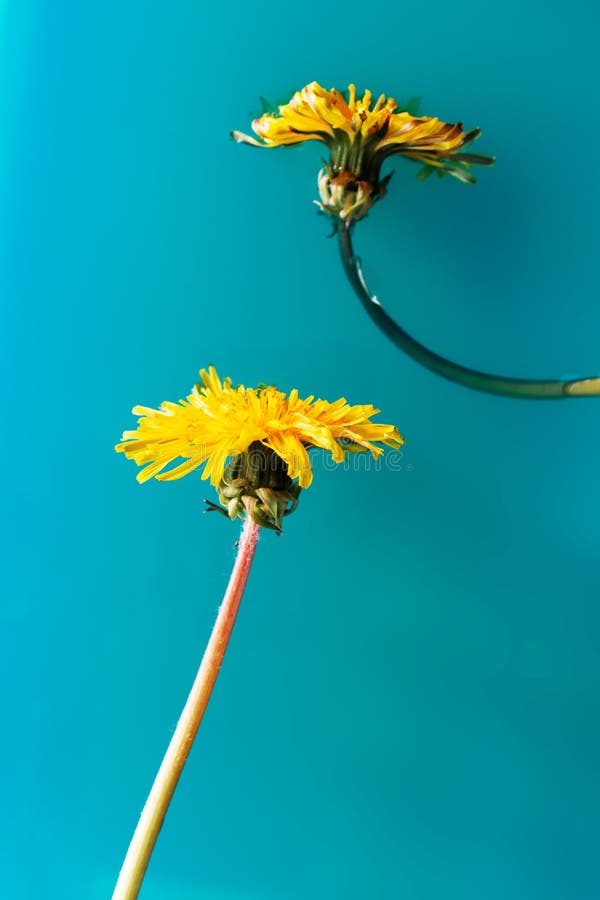 Close-up Dandelion Flowers on Dark Blue Background. Bright Floral