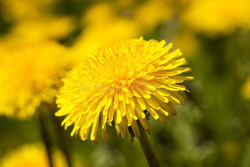 yellow dandelion flowers royalty free stock photography yellow dandelion flowers royalty free stock photography