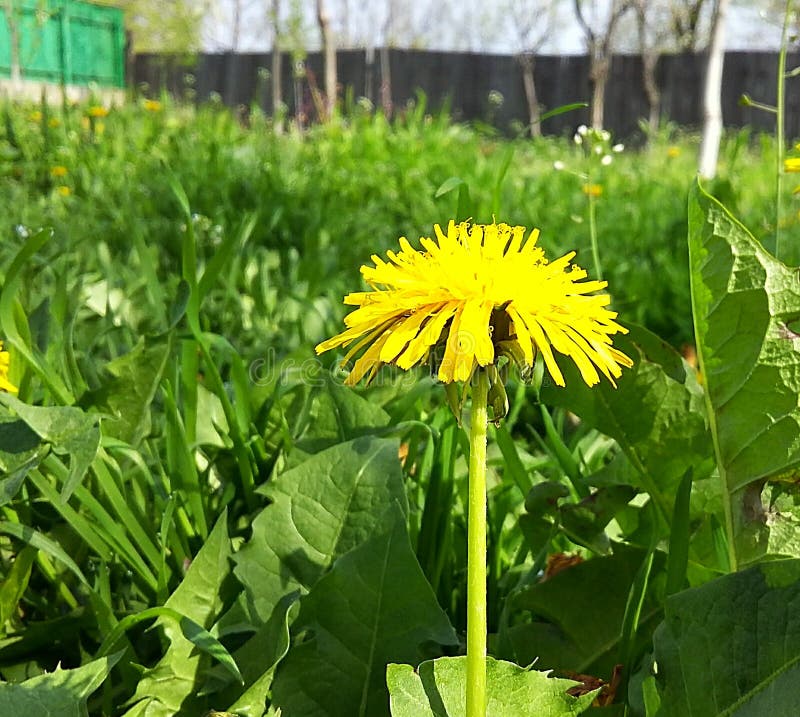 Yellow Dandelion Garden Nature Weed Stock Image Image of garden, weed