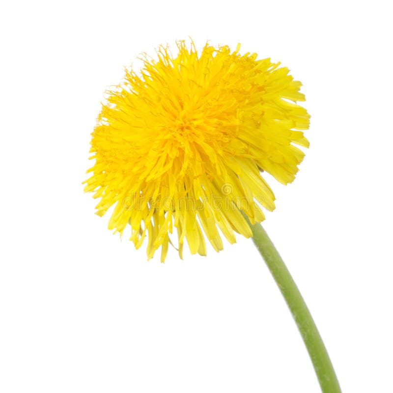 Yellow dandelion isolated on a white