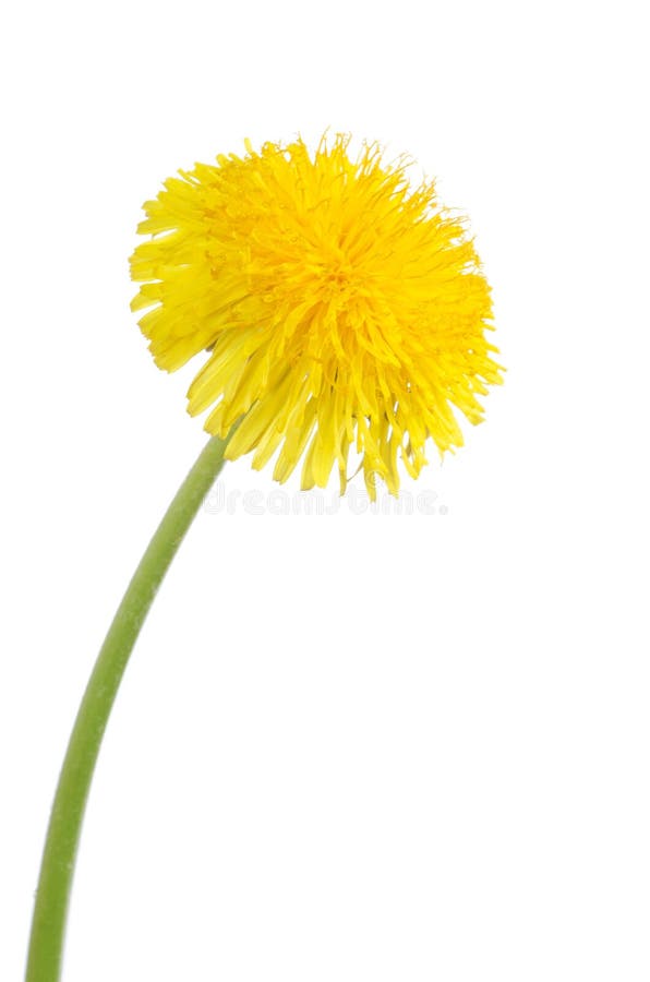 Yellow dandelion isolated on a white