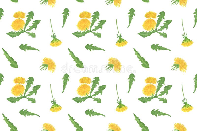 Yellow dandelion spring flower watercolor illustration repeat pattern, blooming flower with green leaves on the white background