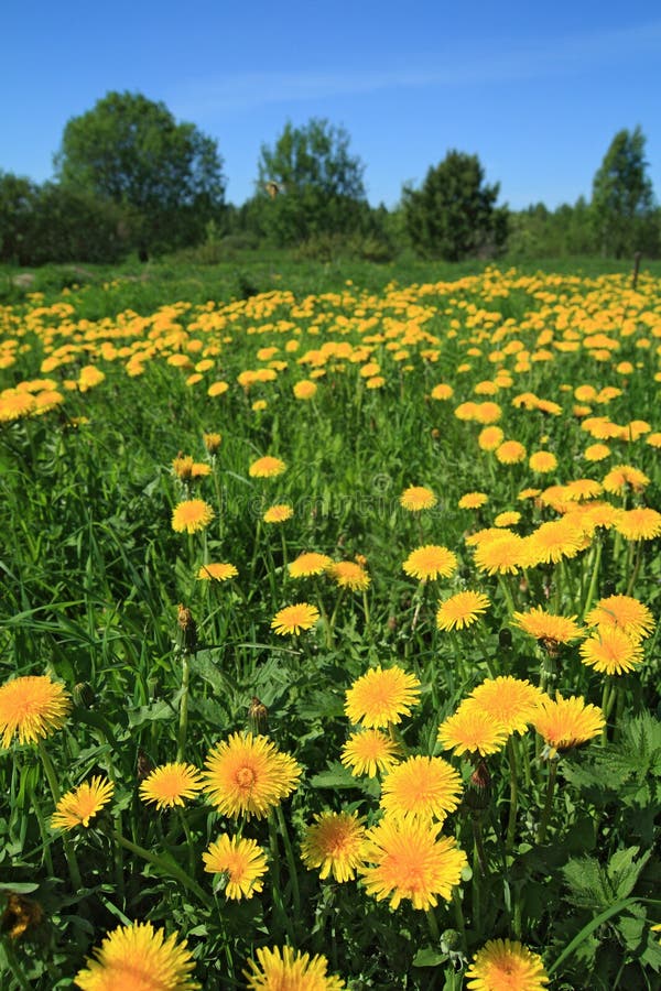 Yellow dandelions