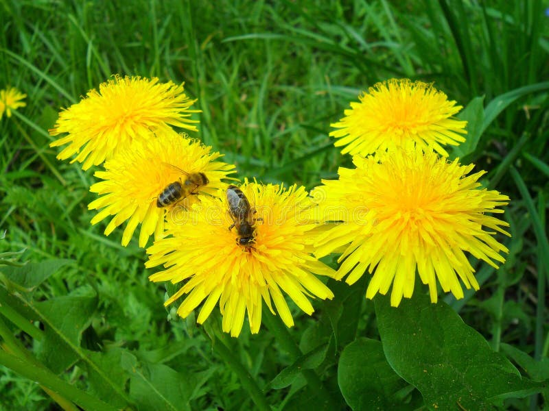 Yellow dandelions stock image Yellow dandelions stock image
