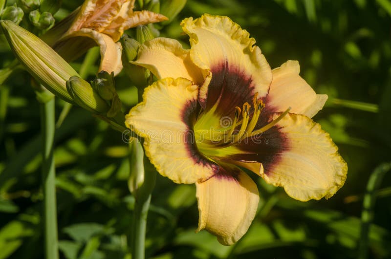 Yellow daylily flower stock image. Image of lily, summer 77990139