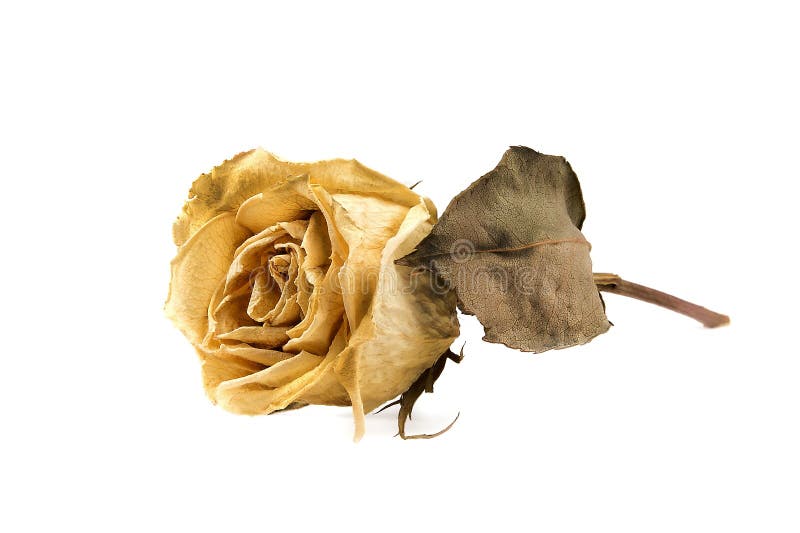 Yellow dead rose stock photo. Image of decline, mourner 11166318