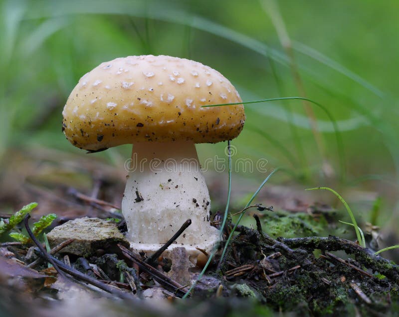 Yellow death cup stock photo. Image of autumn, dangerous 94513812