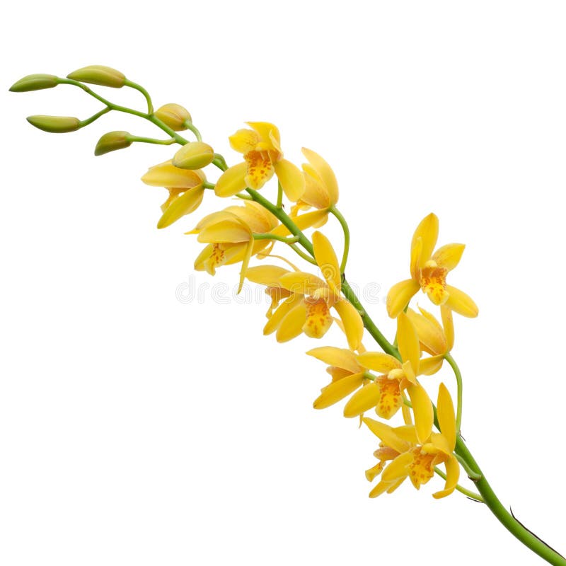 Yellow Dendrobium Orchid