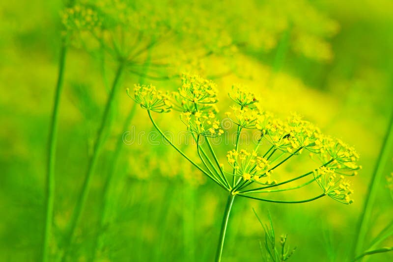 Yellow dill stock photo. Image of stem, dill, summer 11213084