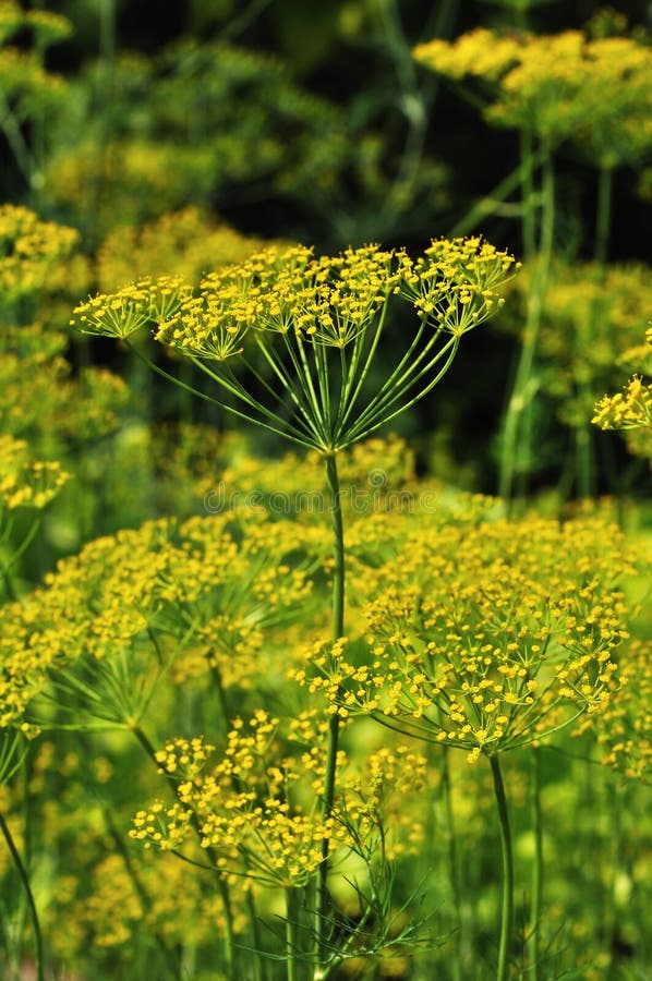 Yellow Dill Flowers. Macro Photo of Fennel. Green Background. Stock