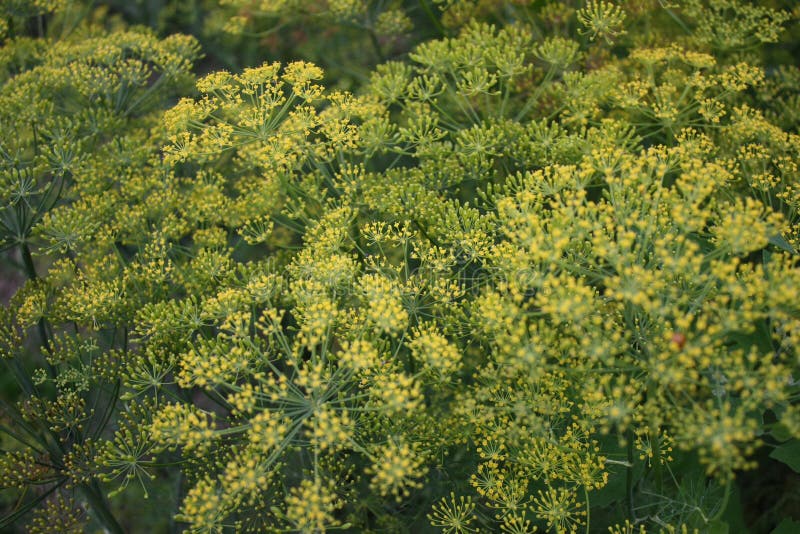Dill Plant, Graveolens Stock Photo Image of